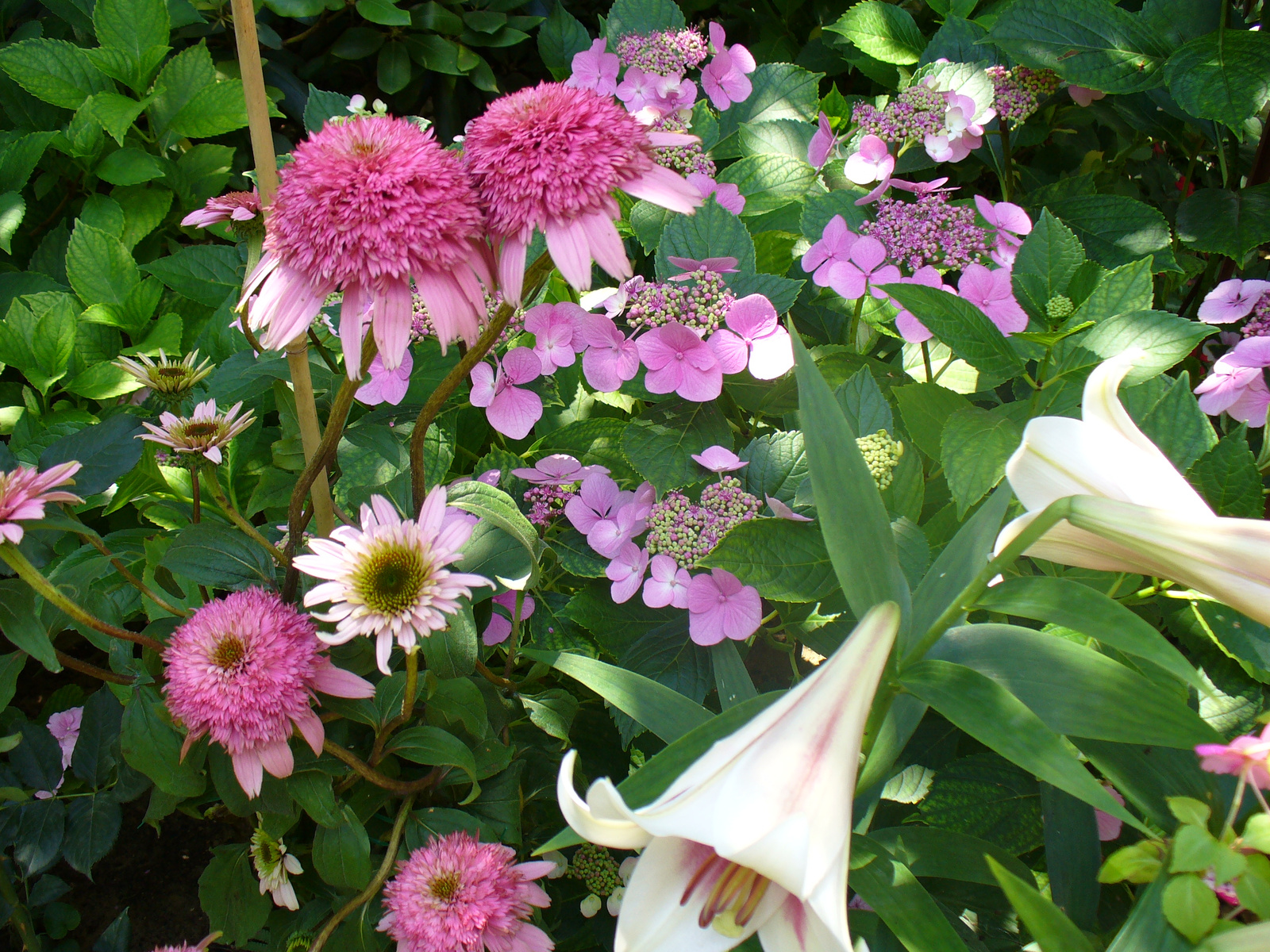 Echinacea 'Razzmatazz', Hydrangea, Lilium 'Triumphator'