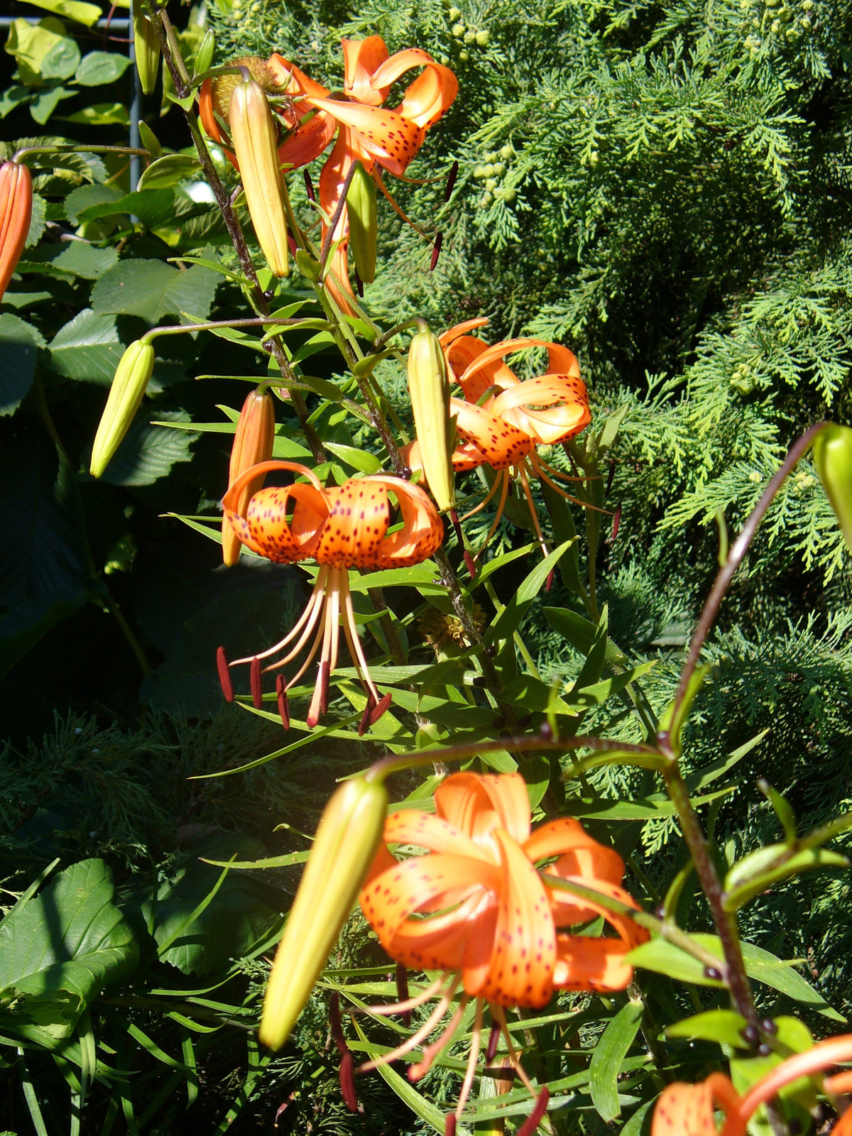 Lilium lancifolium