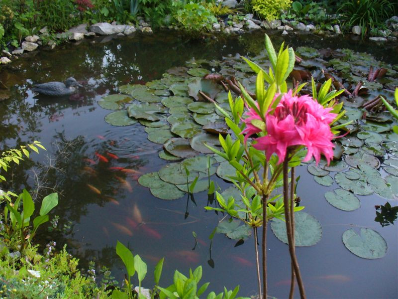 Azalea 'Homebush'