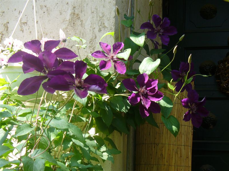 Clematis 'Jackmanii'