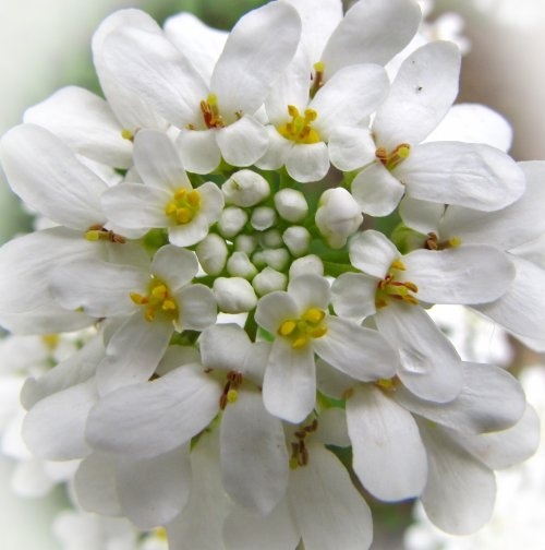 taatárka-virág