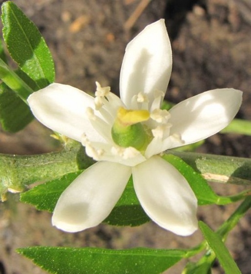lime-virág