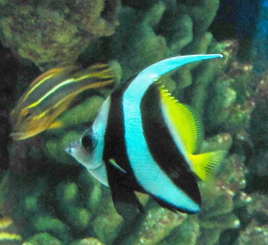 nyír-akváriumi kép1