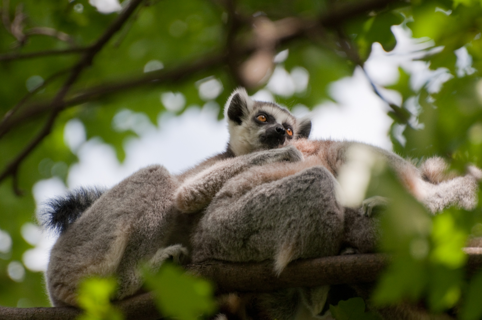 zoo2010-0210