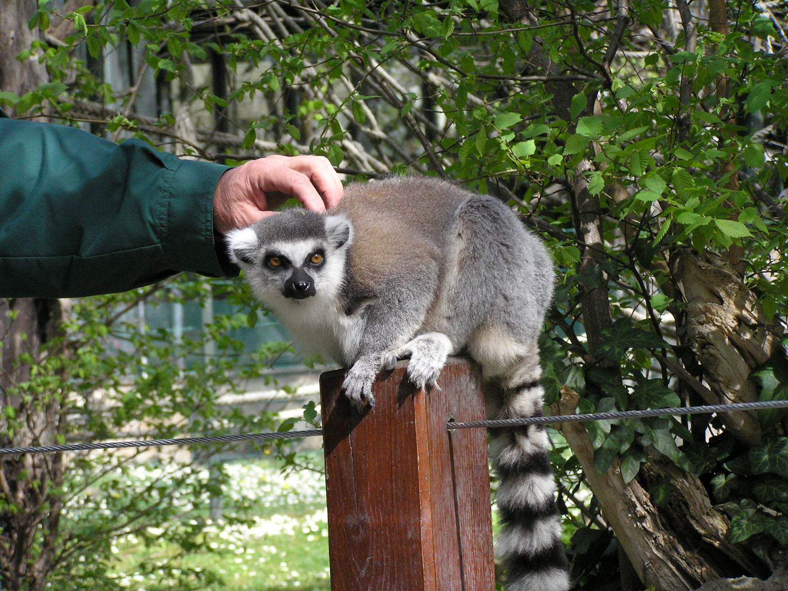 0 183 Gyűrűsfarkú maki