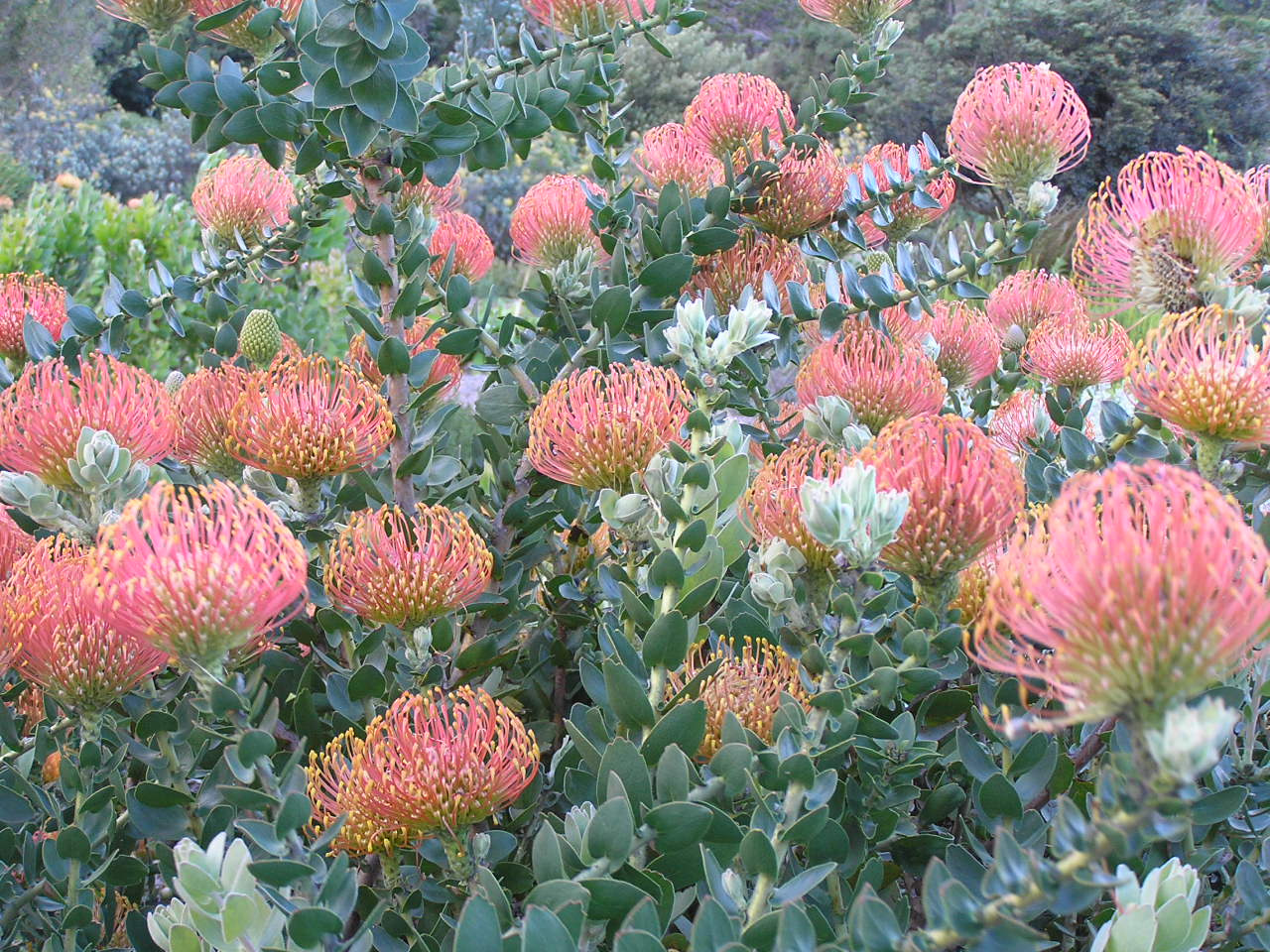 154 Protea