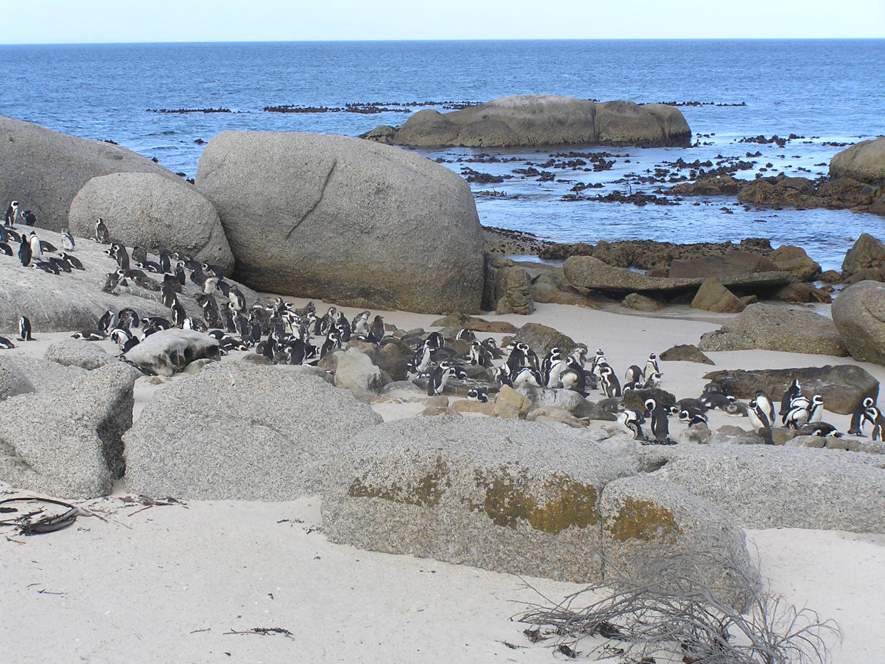 245 Simons Town Pingvinek