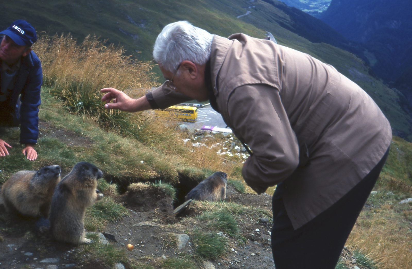 256 Grossglockner mormotái