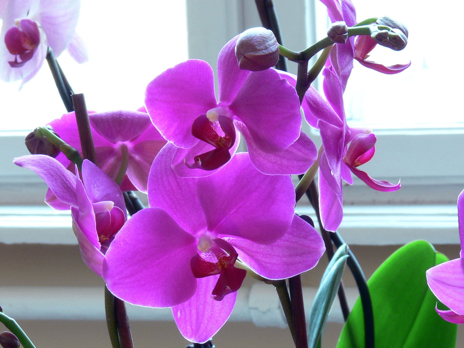 orchidea 097