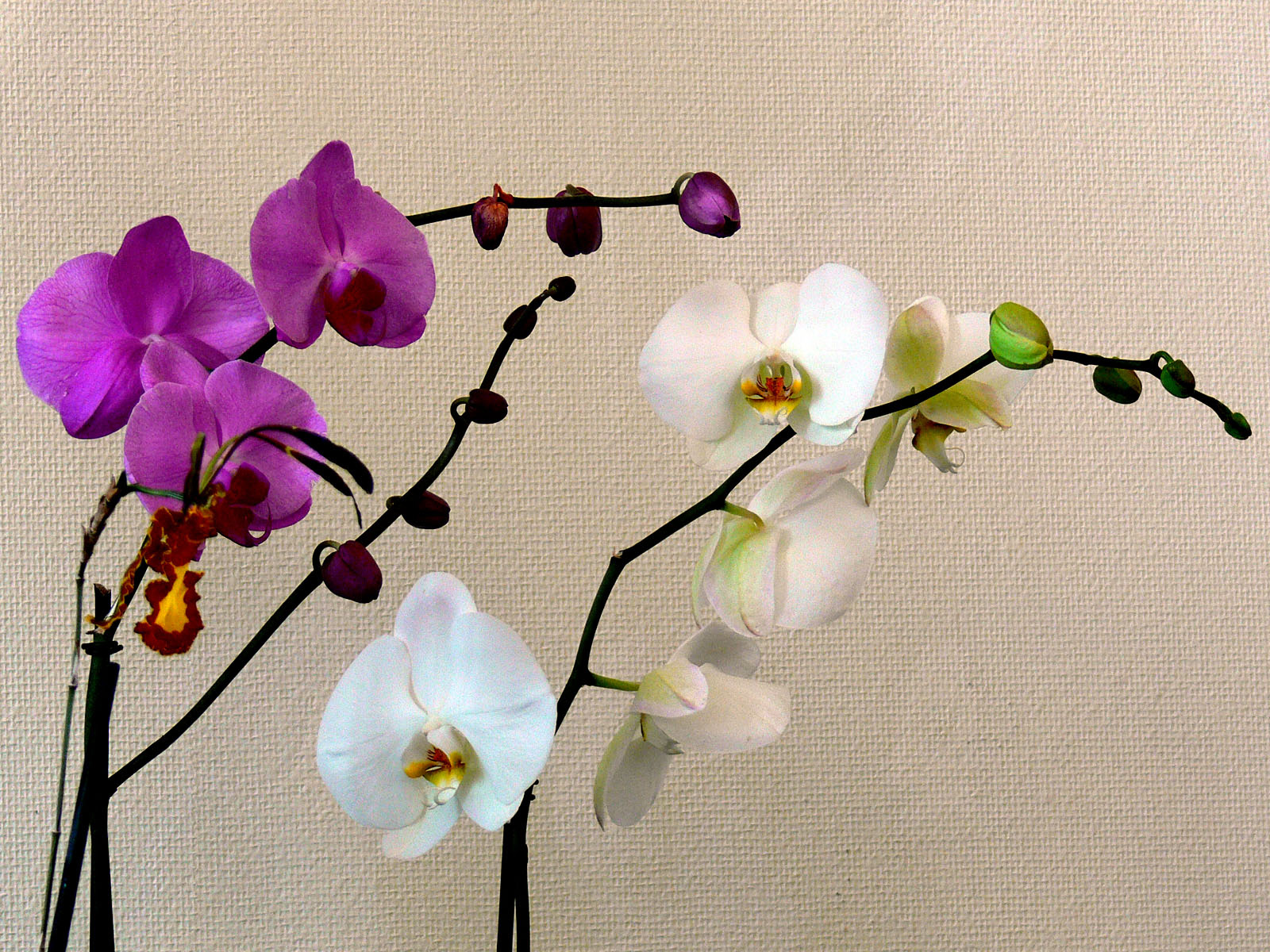 orchidea 116