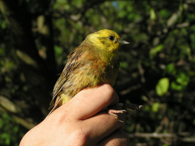 Citromsármány (Emberiza citrinella) hím