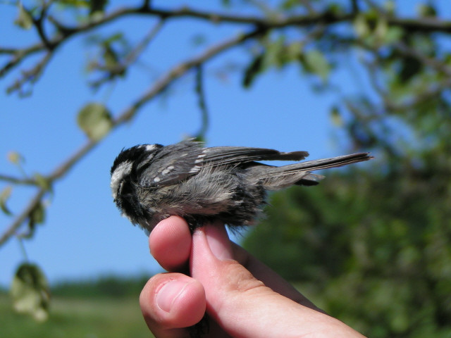 Fenyvescinege (Parus ater)