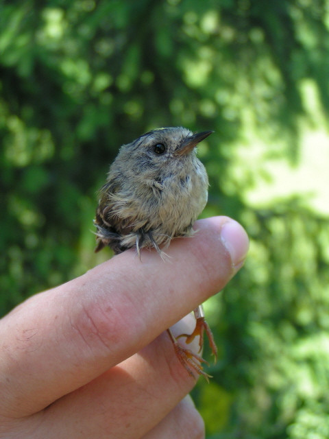 Sárgafejű királyka (Regulus regulus)