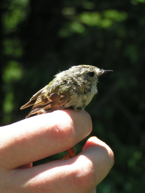 Sárgafejű királyka (Regulus regulus)