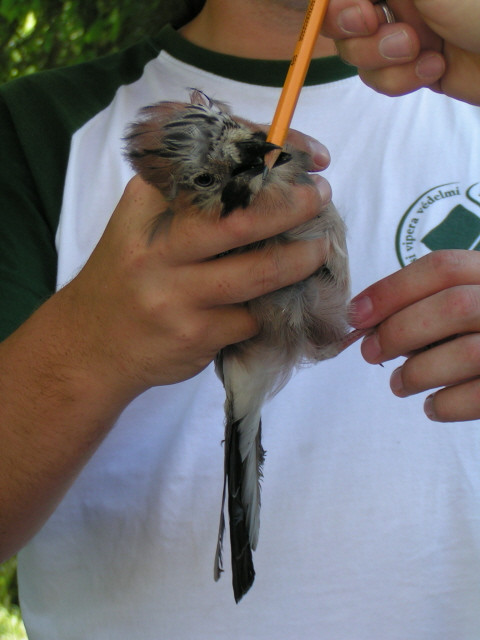 Szajkó (Garrulus glandarius)