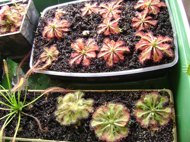 drosera 002