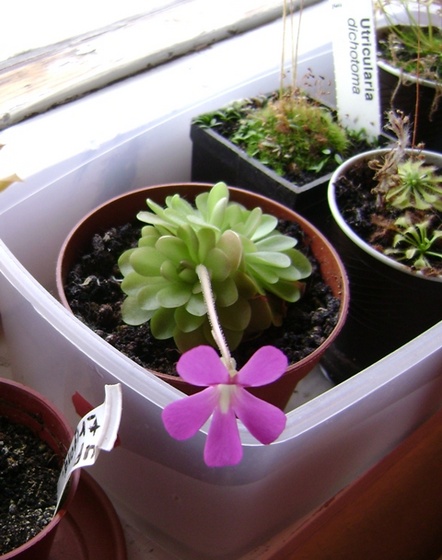 Dionaea muscipula