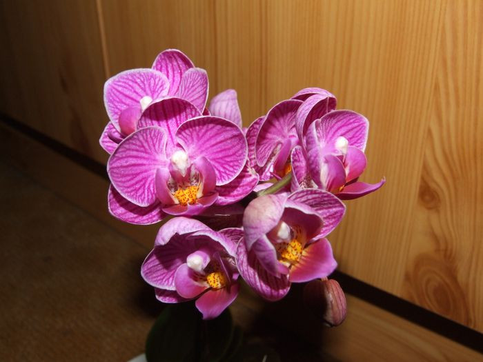 Mini phalaenopsis