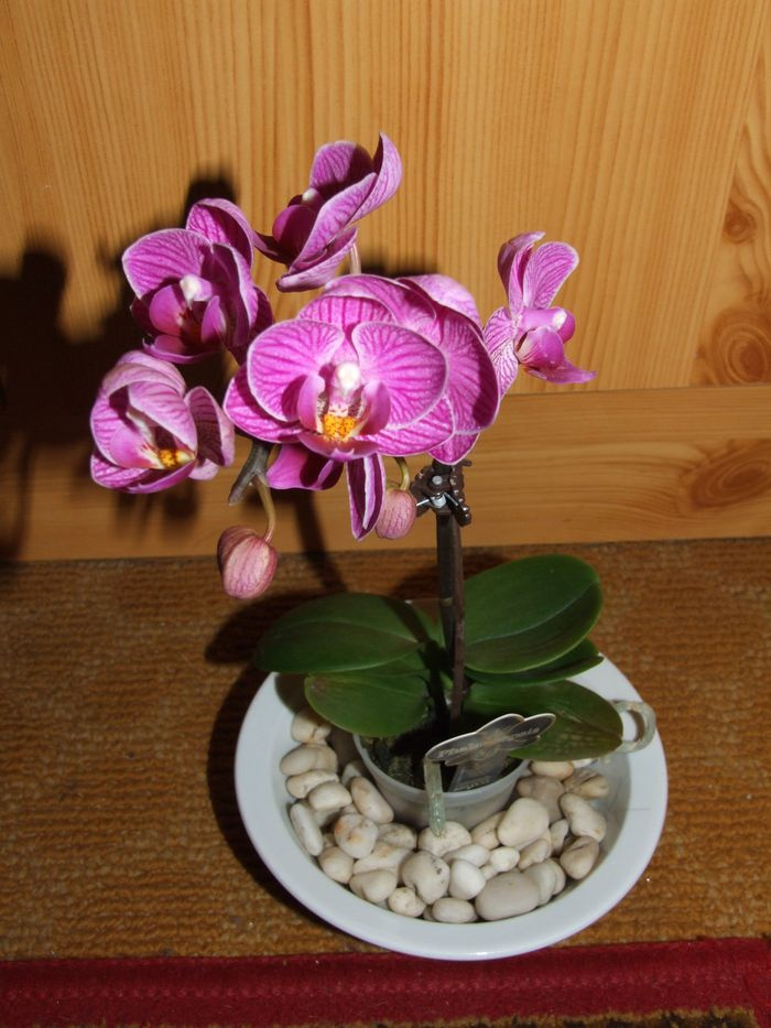 Mini phalaenopsis