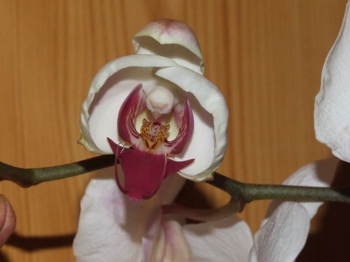 Doritaenopsis City Girl ‘Madonna’