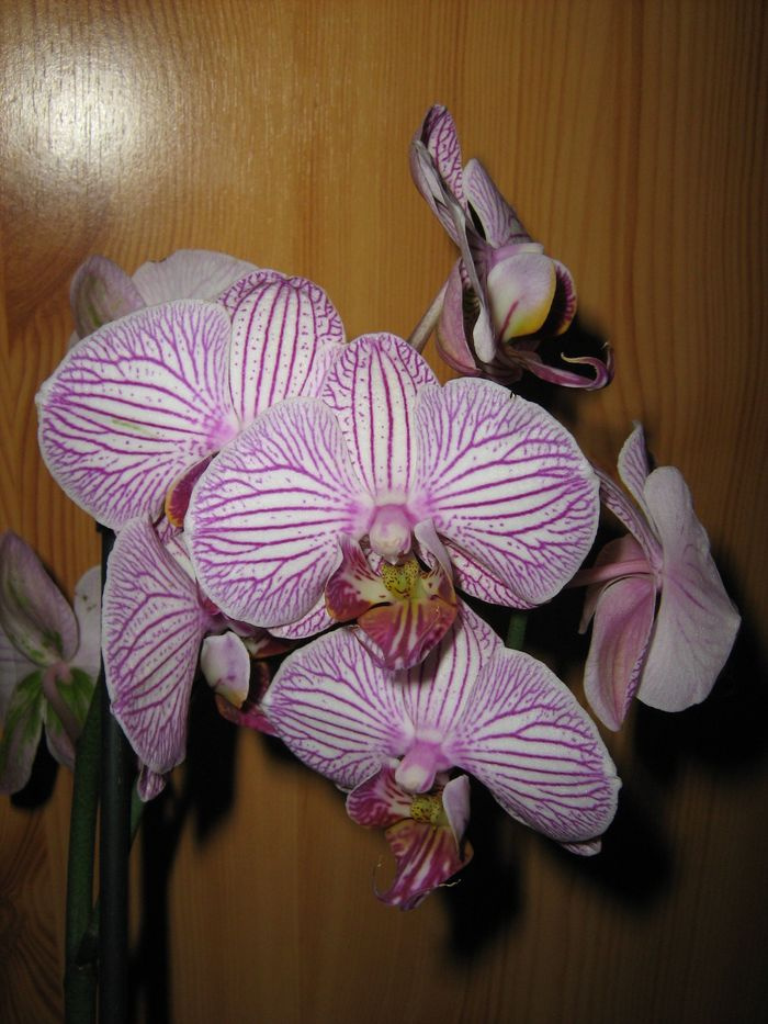 Phalaenopsis 'Malibu Bistro'