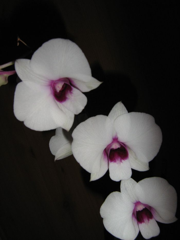 Dendrobium bigibbum 'Compactum'