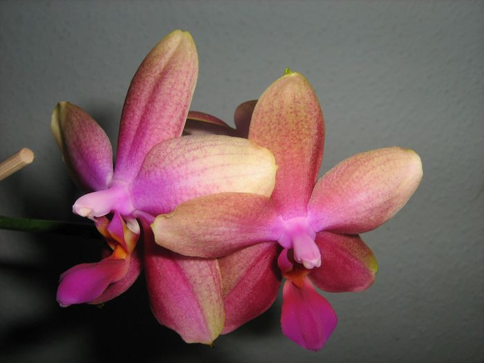 Phalaenopsis, Sweet Memory 'Liodoro'