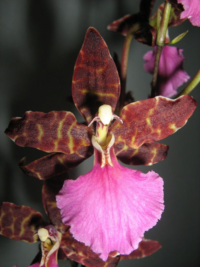 Odontoglossum 'Violetta von Holm'