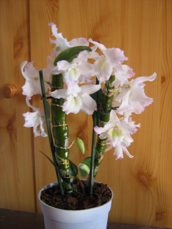 Dendrobium Sea Mary 'Snow King'