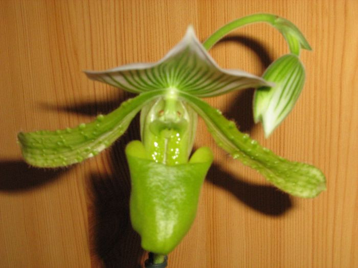 Paphiopedilum Maudiae 'The Queen'