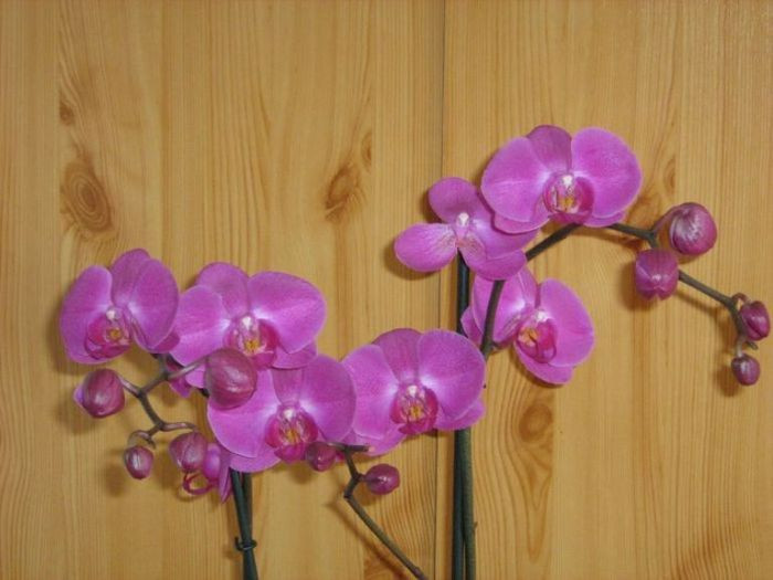 Phalaenopsis 'Atlantis'