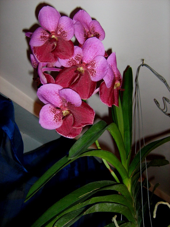 Vanda Michael Swerdlow 'Crownfox'