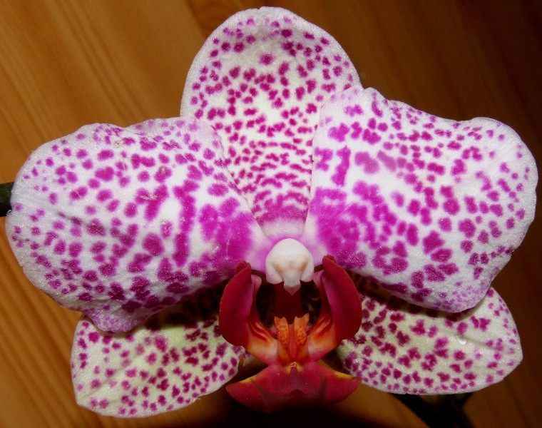 Phalaenopsis 'Brother Little Spotty'