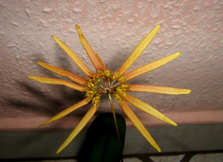 Bulbophyllum makoyanum