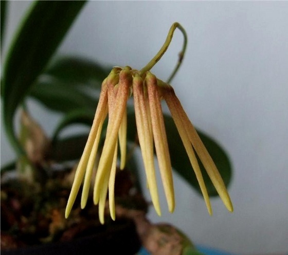 Bulbophyllum makoyanum