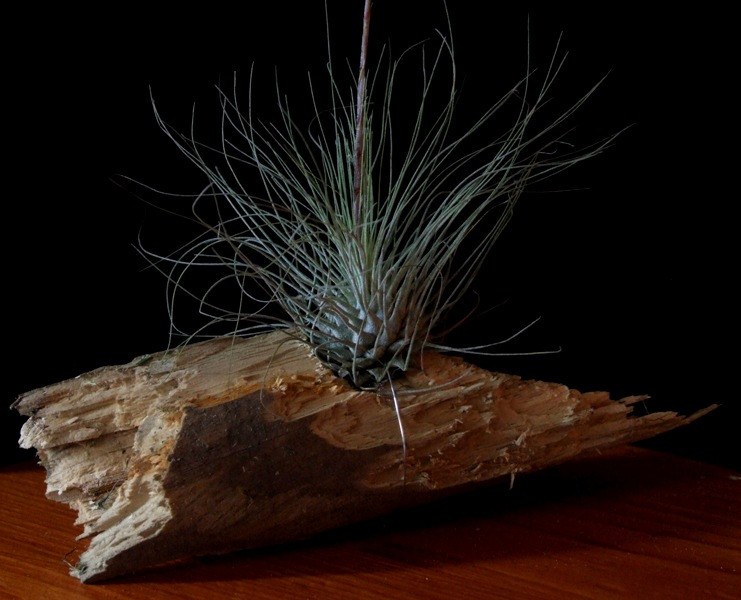 Tillandsia fuchsii 'gracilis'