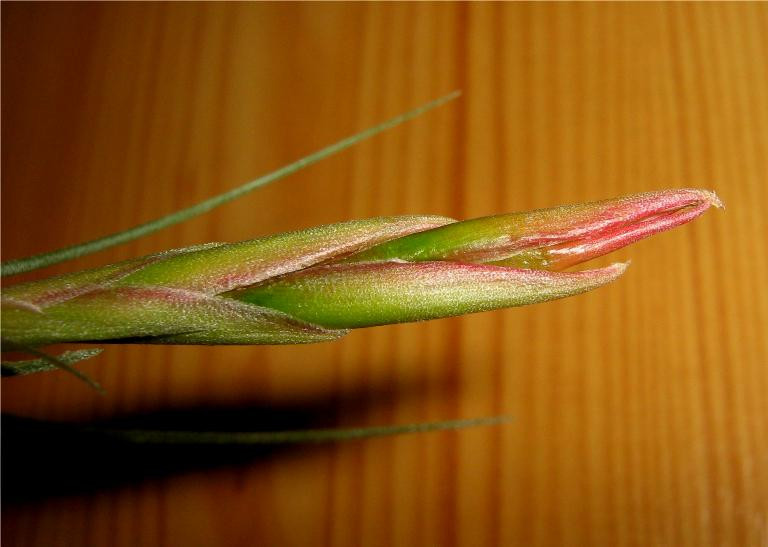 Tillandsia aeranthos