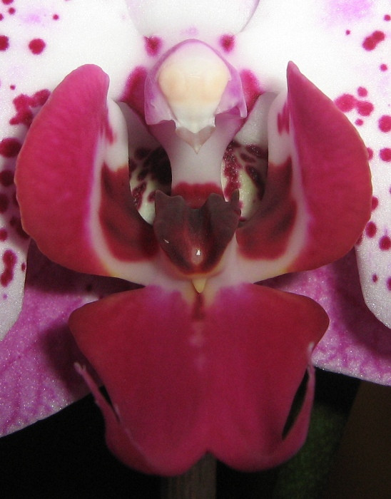 Phalaenopsis