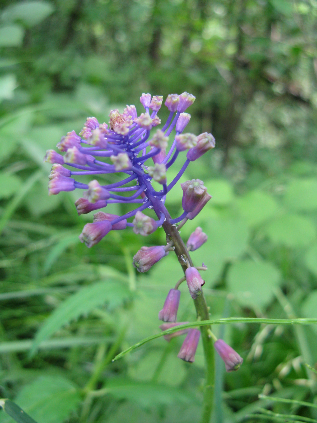 Üstökös gyöngyike Muscari comosum