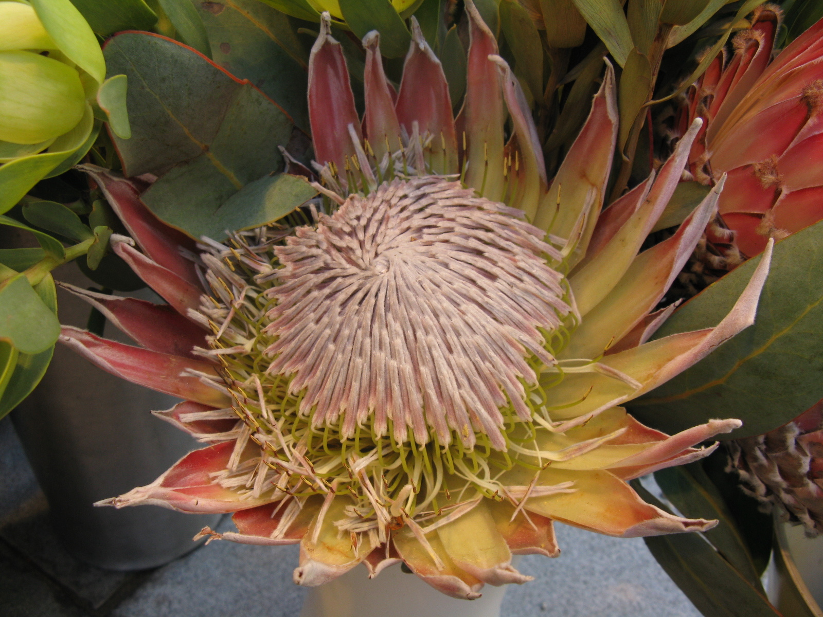 Király protea