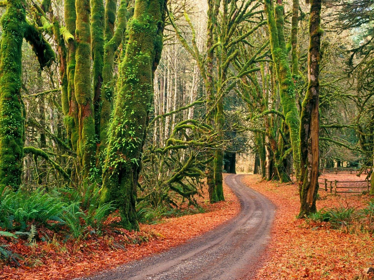 Elwha River Road, Olympic National Park, Washington