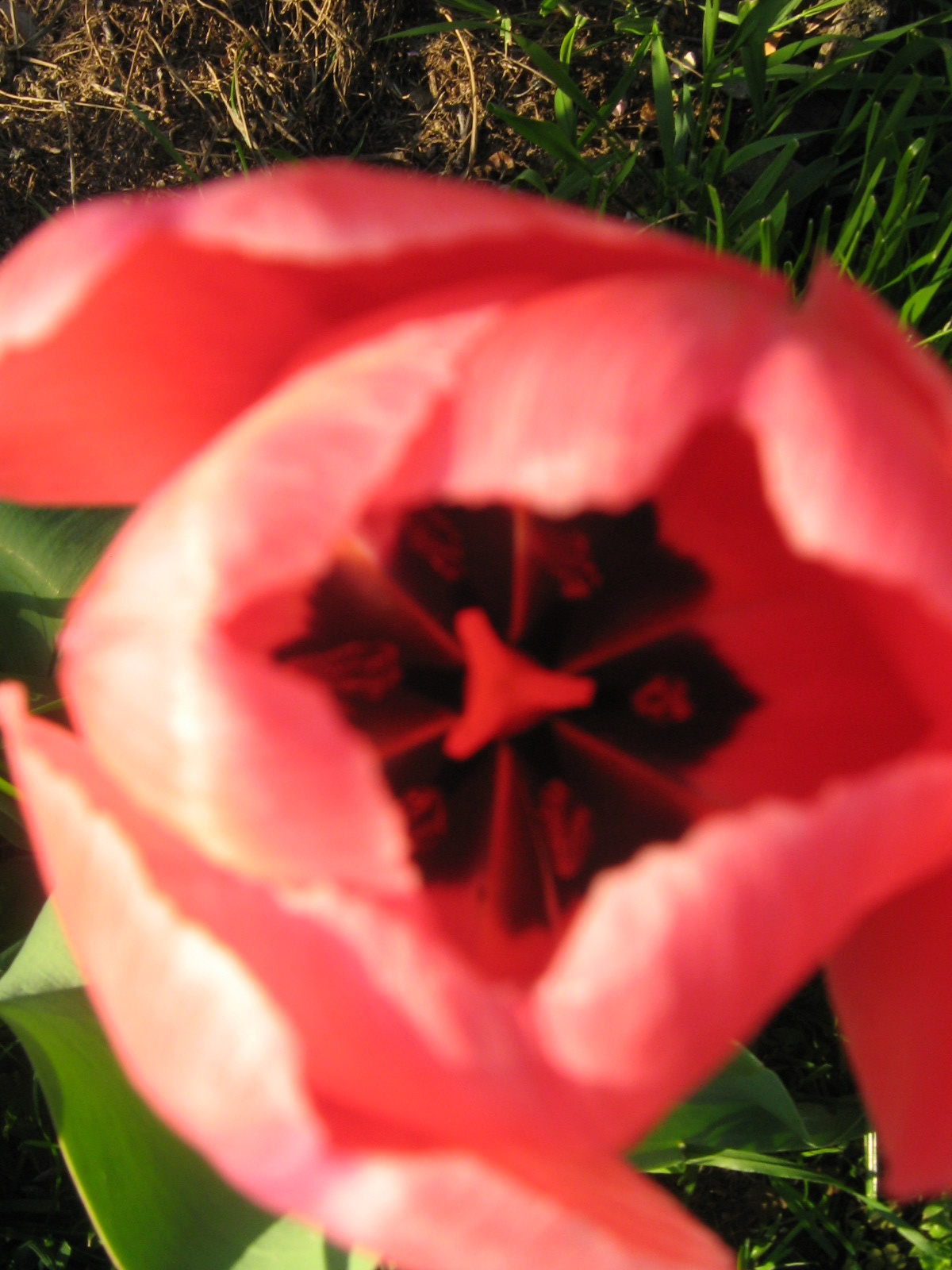 tulipán belűlről