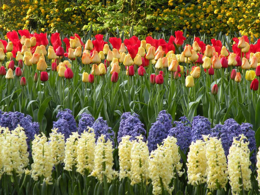 Keukenhof