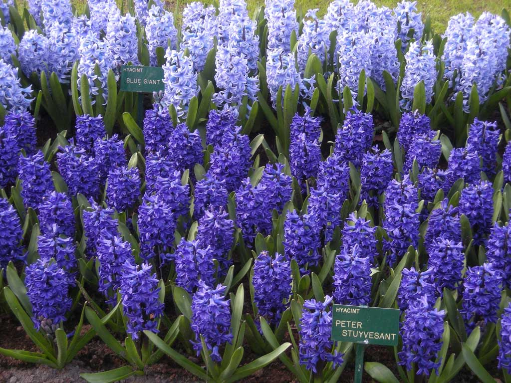 Keukenhof