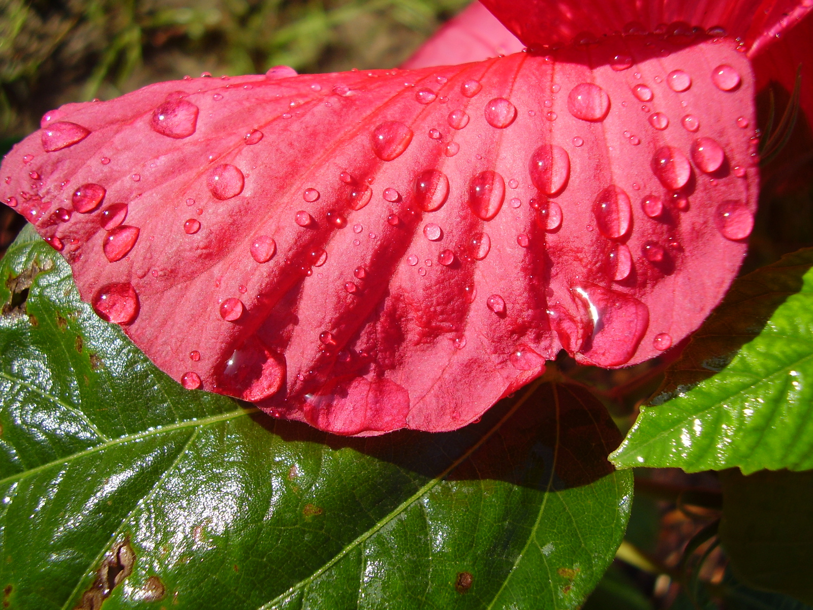 mocsári hibiszkusz