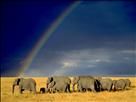 Elephant Herd and Rainbow thumb l