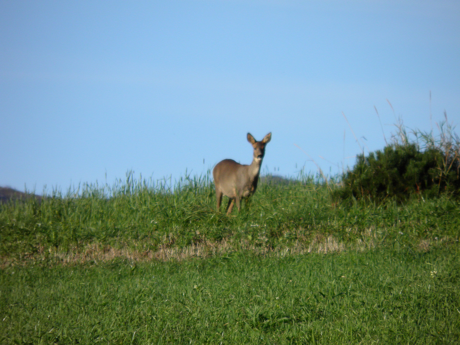 Bambi