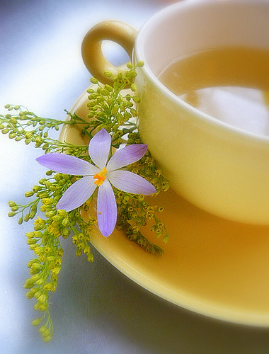 cickafark-achillea-millefolium---achilleus-gyogyfuve 6