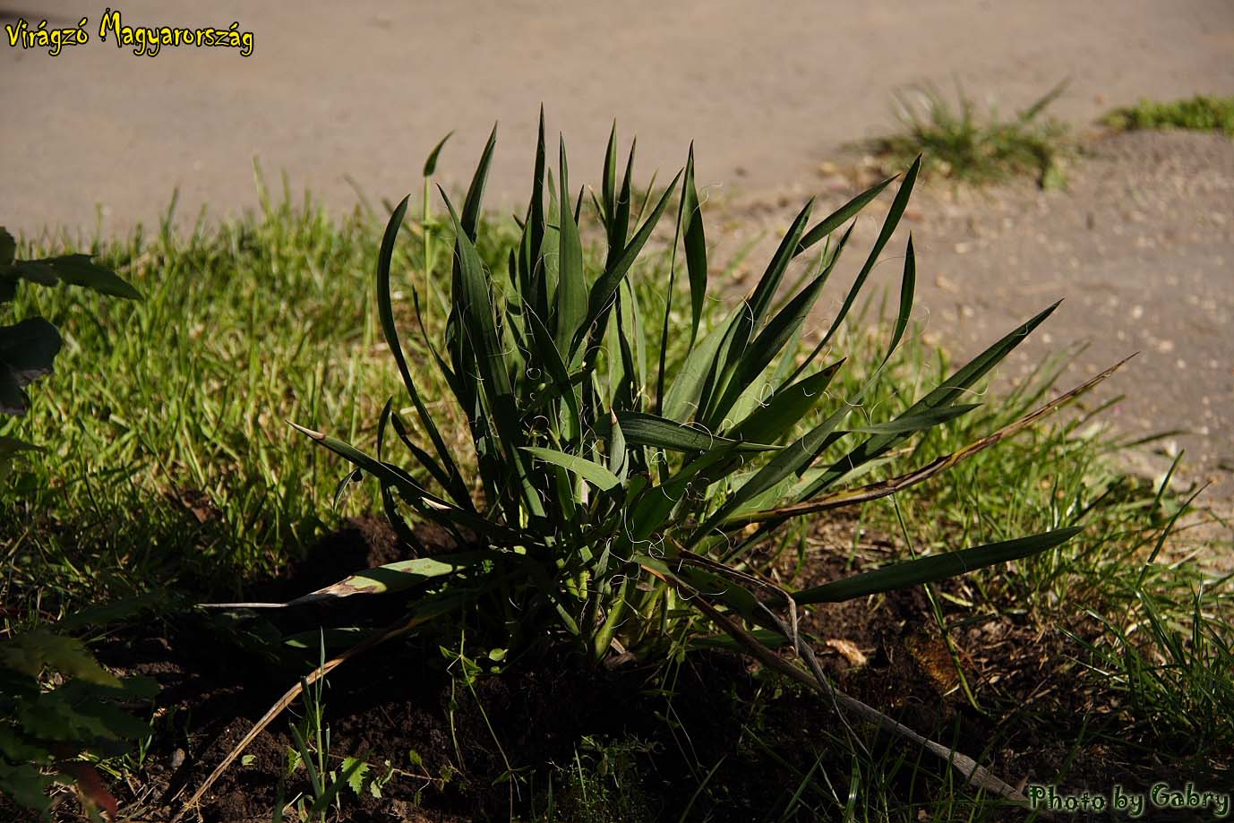 19-Jukka - Yucca sp.