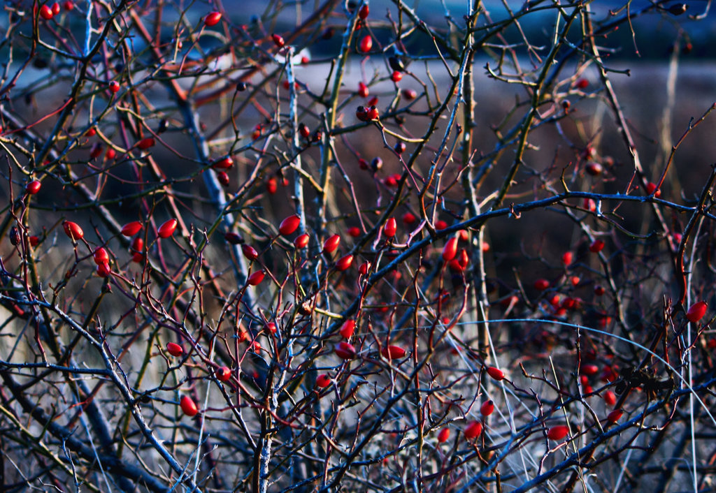 red blue by pauljavor